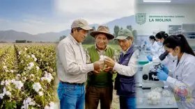 Agricultores ganan aliado frente al clima con nuevo algodón Molinero