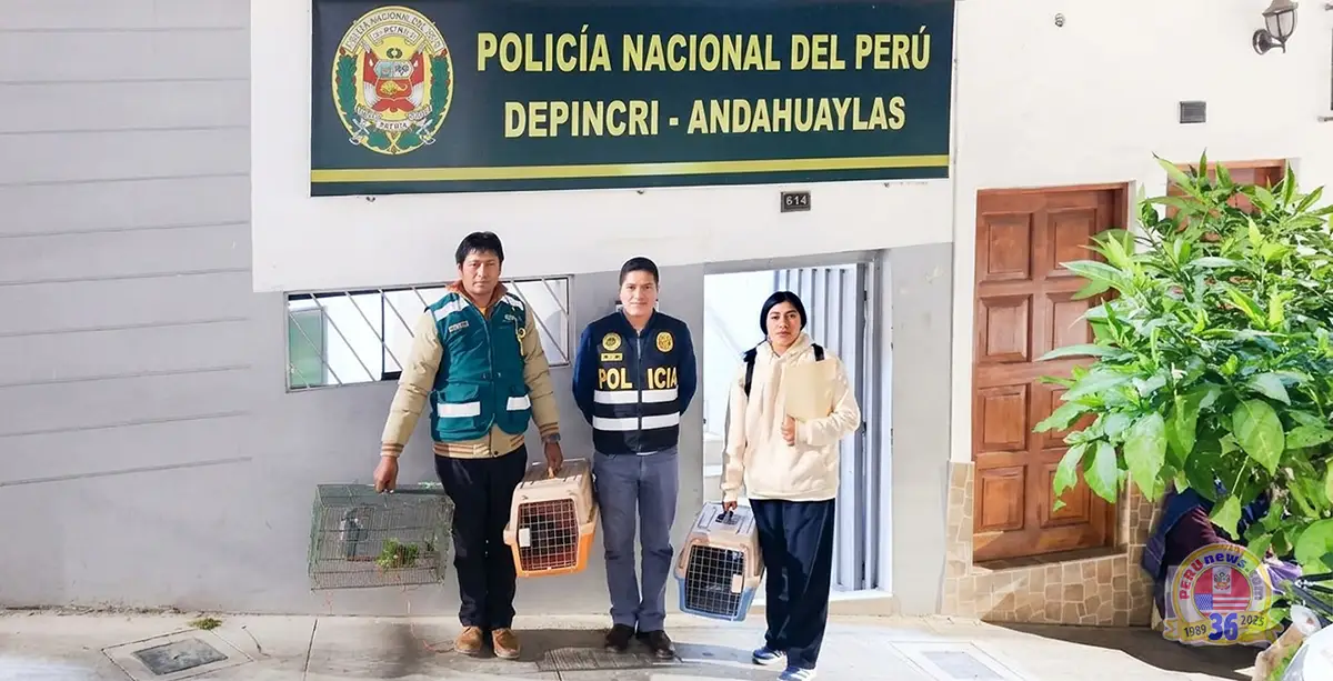 Loros en cajas y jaulas: operativo destapa comercio ilegal en Apurímac
