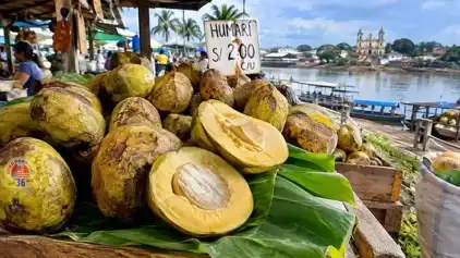 Humarí, la mantequilla vegetal de la selva, enfrenta un futuro incierto